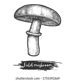 Meadow or field mushroom vintage illustration. Gilled shroom sketch. Forest or wood fungus or autumn fungi. Vegan food ingredient. Edible or eatable plant. Eating and cuisine, meal and botany theme