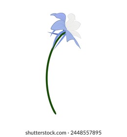 Meadow flower. Beautiful flower for making summer and spring meadow  designs. Vector illustration.