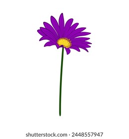 Meadow flower. Beautiful flower for making summer and spring meadow  designs. Vector illustration.