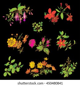 Meadow flower and leaf set vector isolated on black