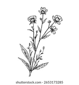Flor de prado em uma haste fina, esboço preto e branco. Ilustração vetorial. Flores de linho e flores silvestres isoladas sobre fundo branco. O tema da natureza, primavera e verão