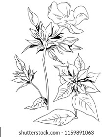 Meadow flowers, contour vector drawings.