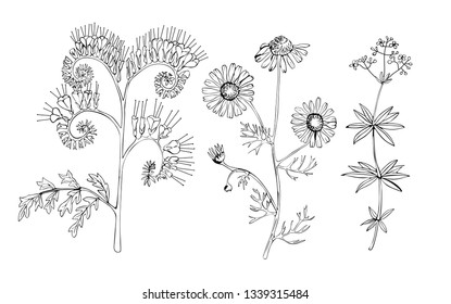 Meadow flowers and grass black and white vector graphics