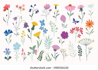 Meadow flowers and plants summer collection, vector design isloated on white background