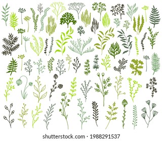 Meadow flowers, tree branches, algae water plants, corals isolated. Green seaweeds polyps silhouettes set. Branches berries twigs flowers. Seaweeds coral reef underwater plans vector collection.