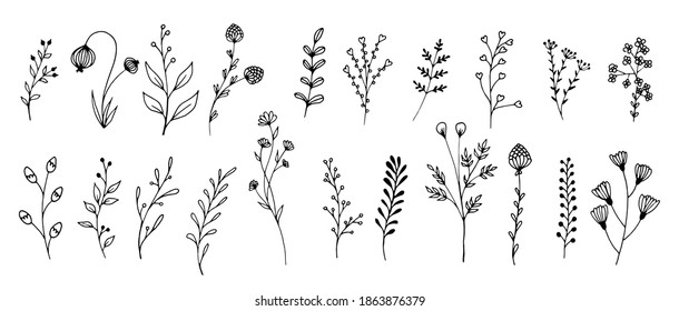 Meadow flowers and twigs, tree branches, summer grass herbs, vector set. Hand drawn doodle flowers, herbs, twigs botany collection. Dogwood, willow, clover, berries, olive branch, grass plants.