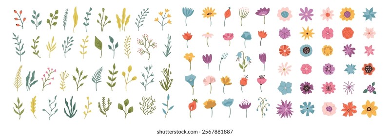 Meadow, forest and field flowers and plants, isolated blossom on season. Vector collection of buds, branches with leaves and flowerets on stems. Flourishing wildflowers. Summer and spring flora