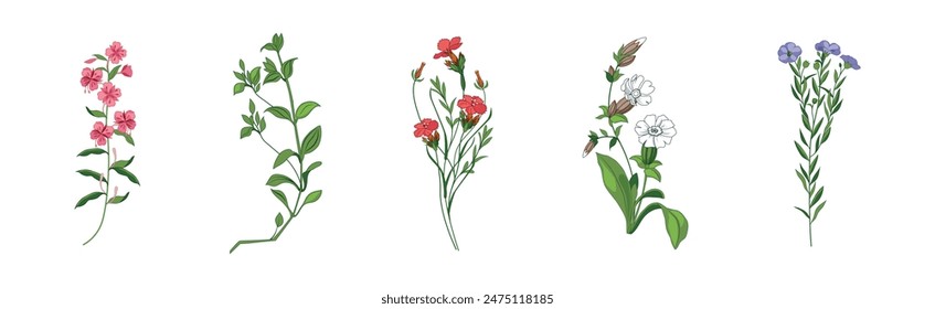 Meadow Fragrant Herb and Herbaceous Flowering Plant Vector Set