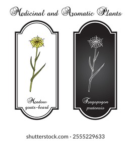 Meadow goat's-beard (Tragopogon pratensis), medicinal plant. Hand drawn botanical vector illustration