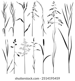 Meadow grass brush. Vector illustration. Sketch for creativity.