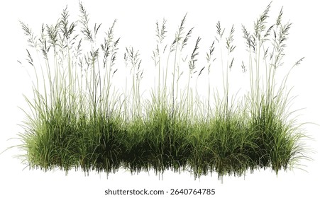 Meadow grass vector, nature cut out, transparent backgrounds, green plant, isolated foliage, natural field, summer grassland, botanical clipart, wild grass, landscape element