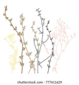 Meadow grasses, herbs and flowers vector botanical illustration.