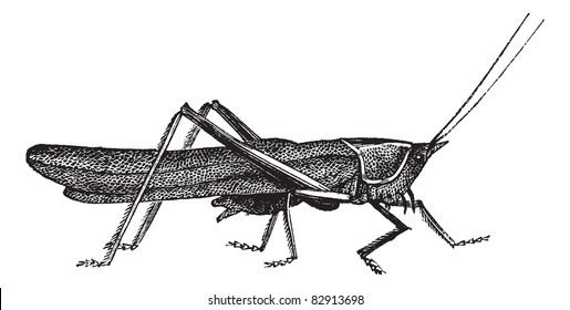 Meadow grasshopper or Chorthippus parallelus, vintage engraving. Old engraved illustration of Meadow grasshopper. Trousset encyclopedia (1886 - 1891).