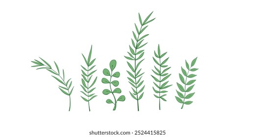 Ramitas verdes del prado, ramas de árbol, hierbas de la hierba del verano, sistema del Vector. Dibujado a mano doodle hierbas, ramitas, plantas de hierba botánica colección