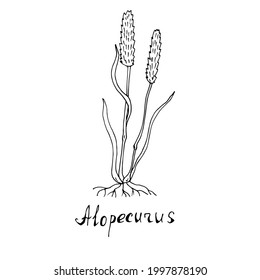 Meadow herbs. Vector illustration. Linear drawing.