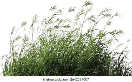 Meadow nature vector illustration, transparent background, blowing in the wind, cut out file, wildflowers, natural landscape, field, spring, fresh air, grassy field