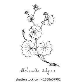 Meadow plant. Linear drawing, sketch. Vector illustration.