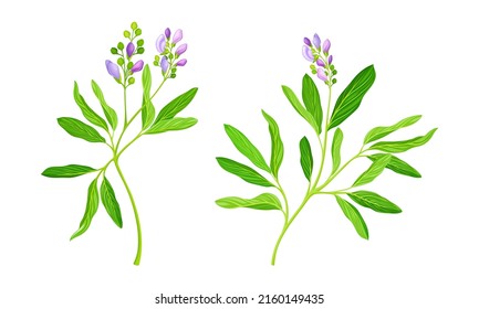 Meadow plant set. Blooming Sally herbal plant with pink flowers vector illustration