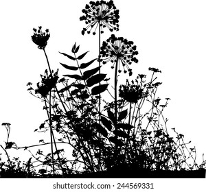 Meadow plants