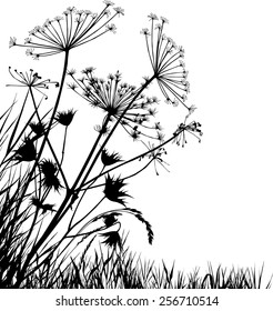 meadow plants