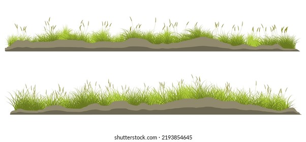 meadow reed grass. long grass isolated