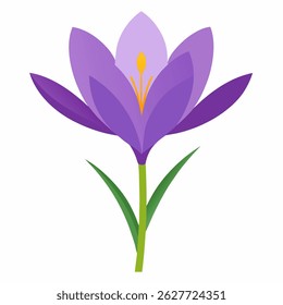 meadow saffron flower on white background