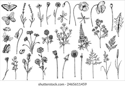 Meadow vector set with dragonflies and bumblebee, Chamomile, chicory, dandelion, burdock, tansy, bluebell, poppy, lavender. Hand painted linear insects, daisy, millet grass. Graphic clipart isolated o