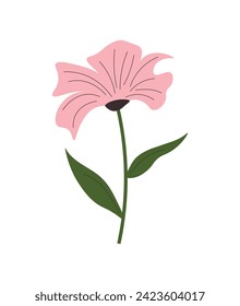Meadow wild flower. Botanical vector illustration. Flowering plant. Flower plant blossomed. Hand drawn botanical illustration. Isolated vector on white background.