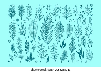 Meadow wild herbs, floral twigs branches set collection