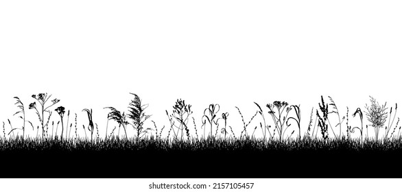 Meadow with wild weeds and grass, silhouette. Background of grassland. Vector illustration