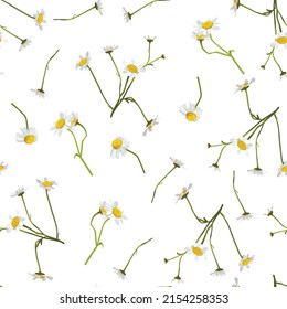 Meadow wildflower seamless  pattern. Botanical camomile, background. Delicate field flower and herb illustration.
