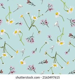 Meadow wildflower seamless  pattern. Botanical camomile and pink flower, blue background. Delicate field flower and herb illustration.