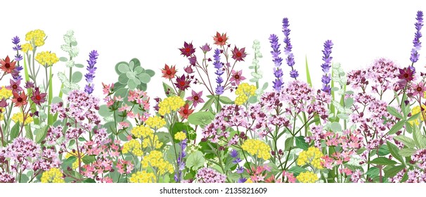 Meadow with wildflowers and medical herbs, seamless vector panoramic illustration.