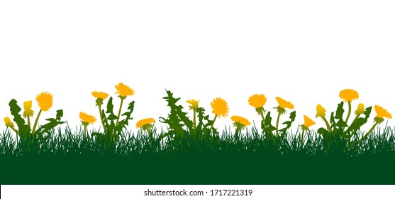 Meadow, yellow dandelions in green grass. Vector illustration.