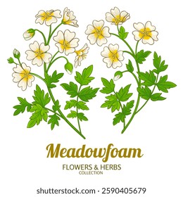 Meadowfoam Plant Colored Detailed Illustration