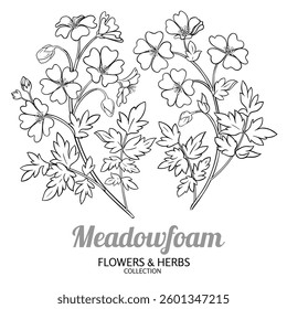 Meadowfoam Plant with Flowers Outline Illustration