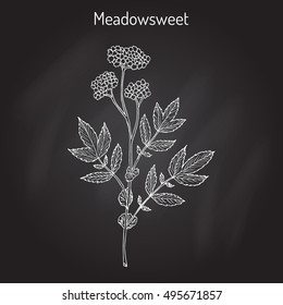Meadowsweet (Filipendula ulmaria), or Meadow-Wort, Meadow Queen, Dollof, Meadsweet, Bridewort, medicinal plant. Hand drawn botanical vector illustration