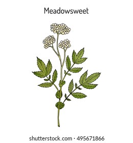 Meadowsweet (Filipendula ulmaria), or Meadow-Wort, Meadow Queen, Dollof, Meadsweet, Bridewort, medicinal plant. Hand drawn botanical vector illustration