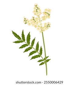 meadowsweet, hierba de aguamiel, Filipendula ulmaria, flor de campo, Vector dibujando plantas silvestres en el fondo blanco, elemento floral, hierba medicinal, ilustración botánica dibujada a mano