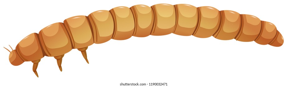Meal worm catapillar white background illustration