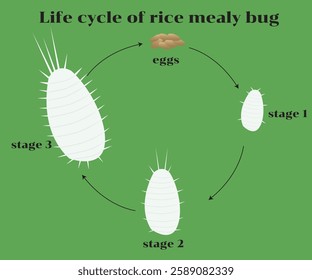 Mealybugs are insects in the same family as scale insects (Coccidae). Aphids are small and white because they are covered with a waxy substance that they secrete.