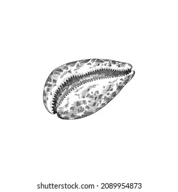 Measled cowrie seashell in monochrome sketch style, vector illustration isolated on white background. Underwater conch for sea and ocean animals. Nautical element for aquatic design.