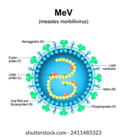 measles morbillivirus structure. Close-up of a MeV Virion anatomy. Magnified of measles virus. Vector diagram