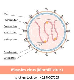 Measles Virus Cell (Morbillivirus). Detailed Virion Scheme