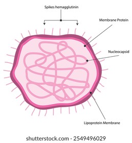 Vírus do sarampo - Após uma infecção por sarampo, hipersensibilidade tardia, eczema alérgico ou asma podem ser suprimidos