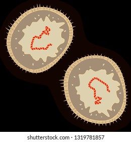 Measles virus on dark background, vector illustration