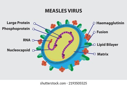 Measles Virus Structure, Illustration, Vector Image