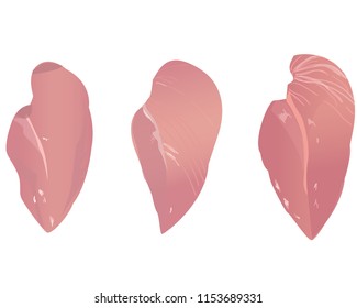 Meat of chicken breast. Vector on white background.
