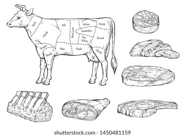 Meat cuts diagram for butcher shop with cow and pieces of beef black thin line sketch vector illustration isolated on white background. Scheme of beef cutting.