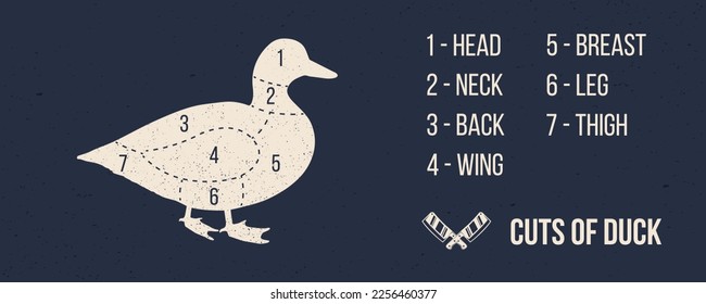 Meat cuts. Cuts of duck. Duck silhouette isolated on dark background. Vintage Poster for butcher shop. Retro diagram. Vector illustration